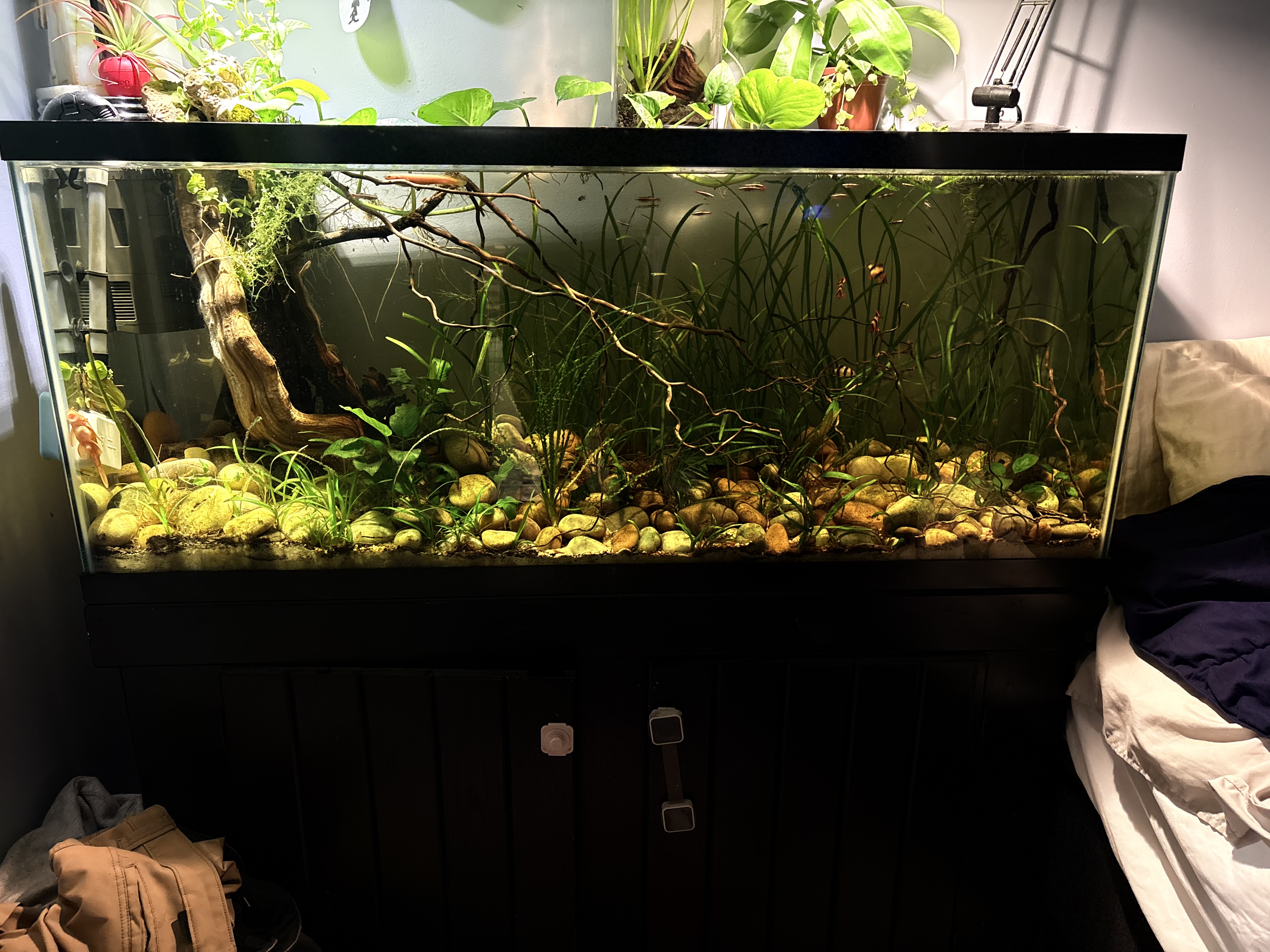 Wild Amazonian jungle 55-gallon aquarium