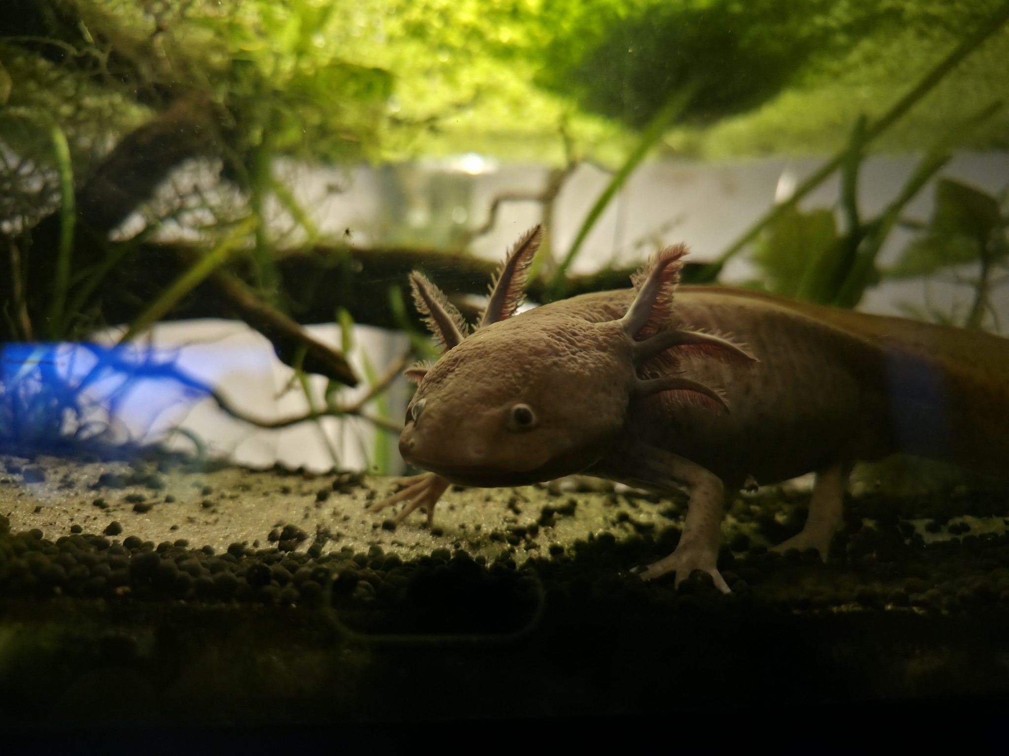 Axolotl in a planted aquarium