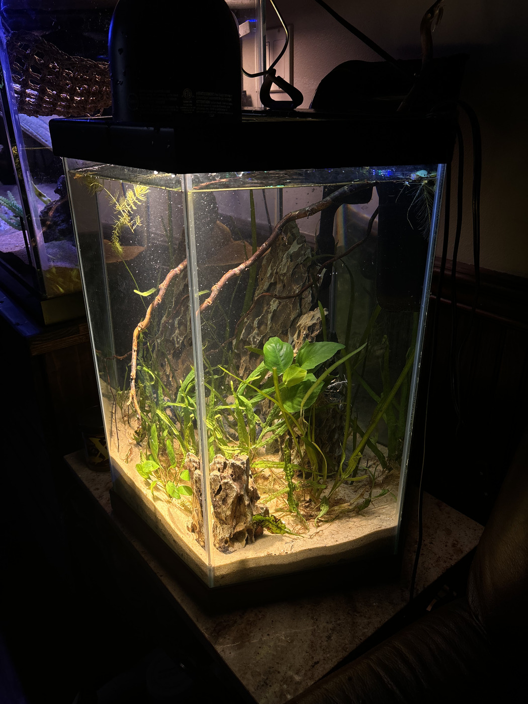 Freshwater display tank with driftwood
