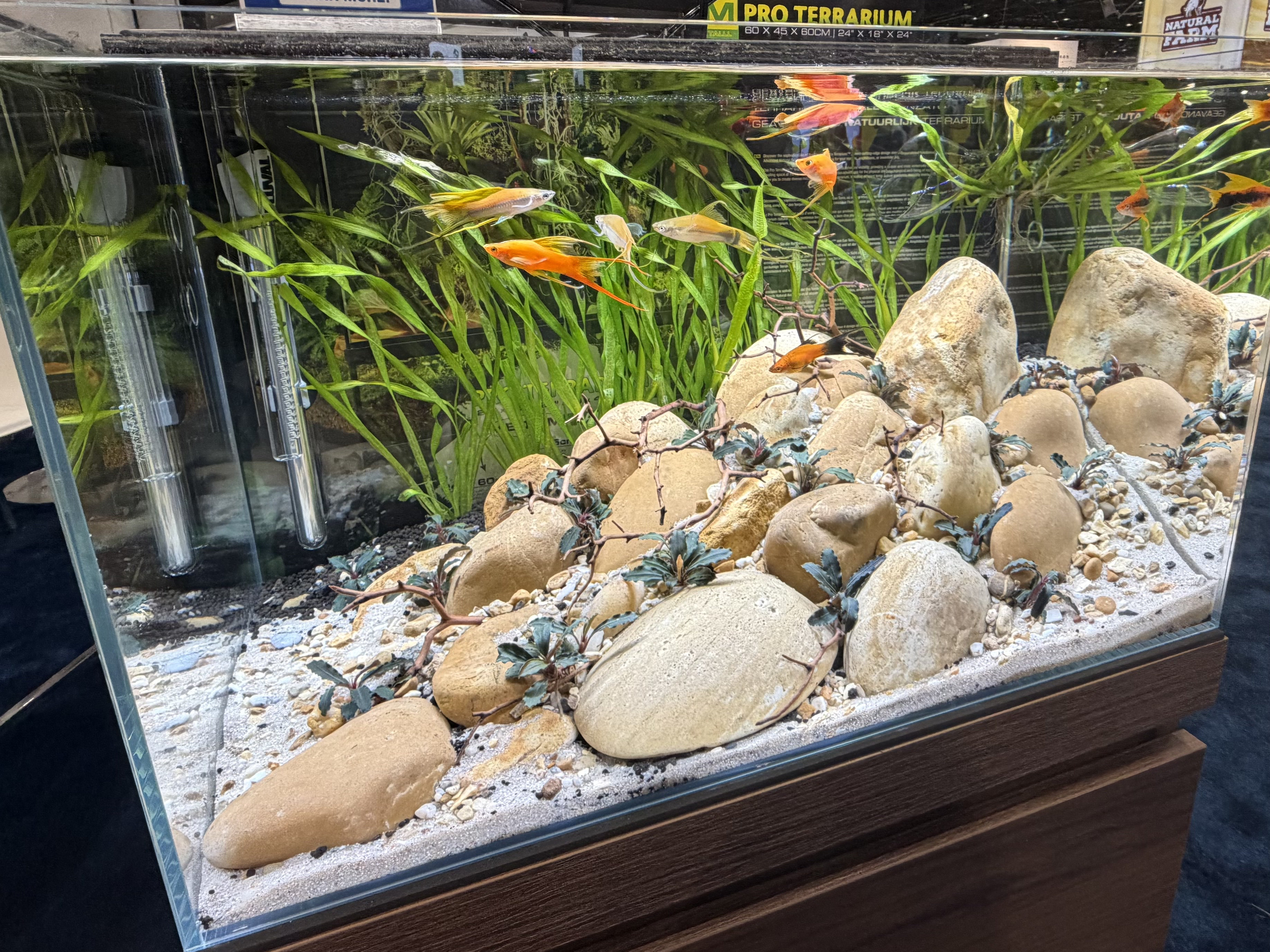 Freshwater fish and crabs