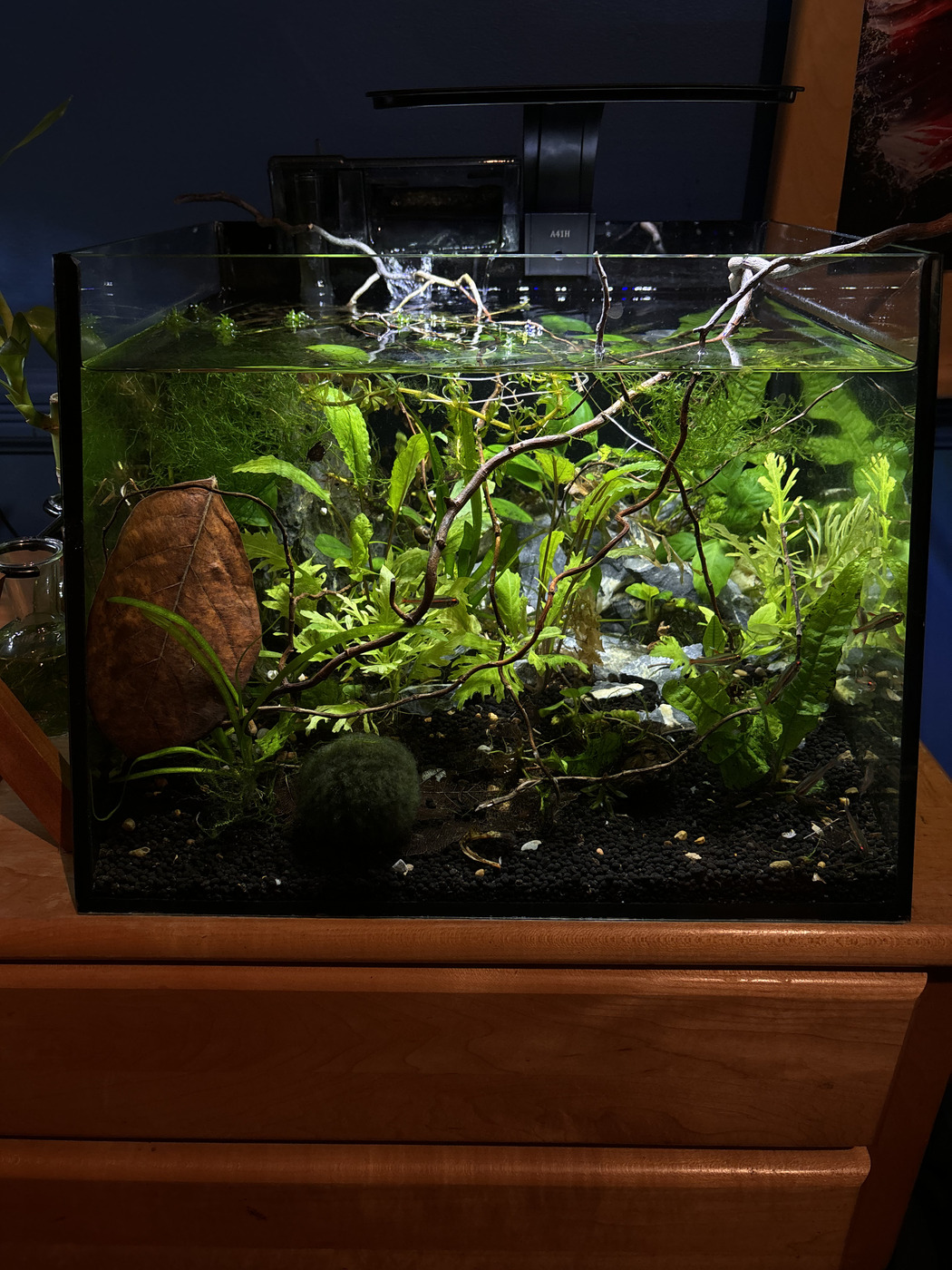 Planted nano tank with mossballs