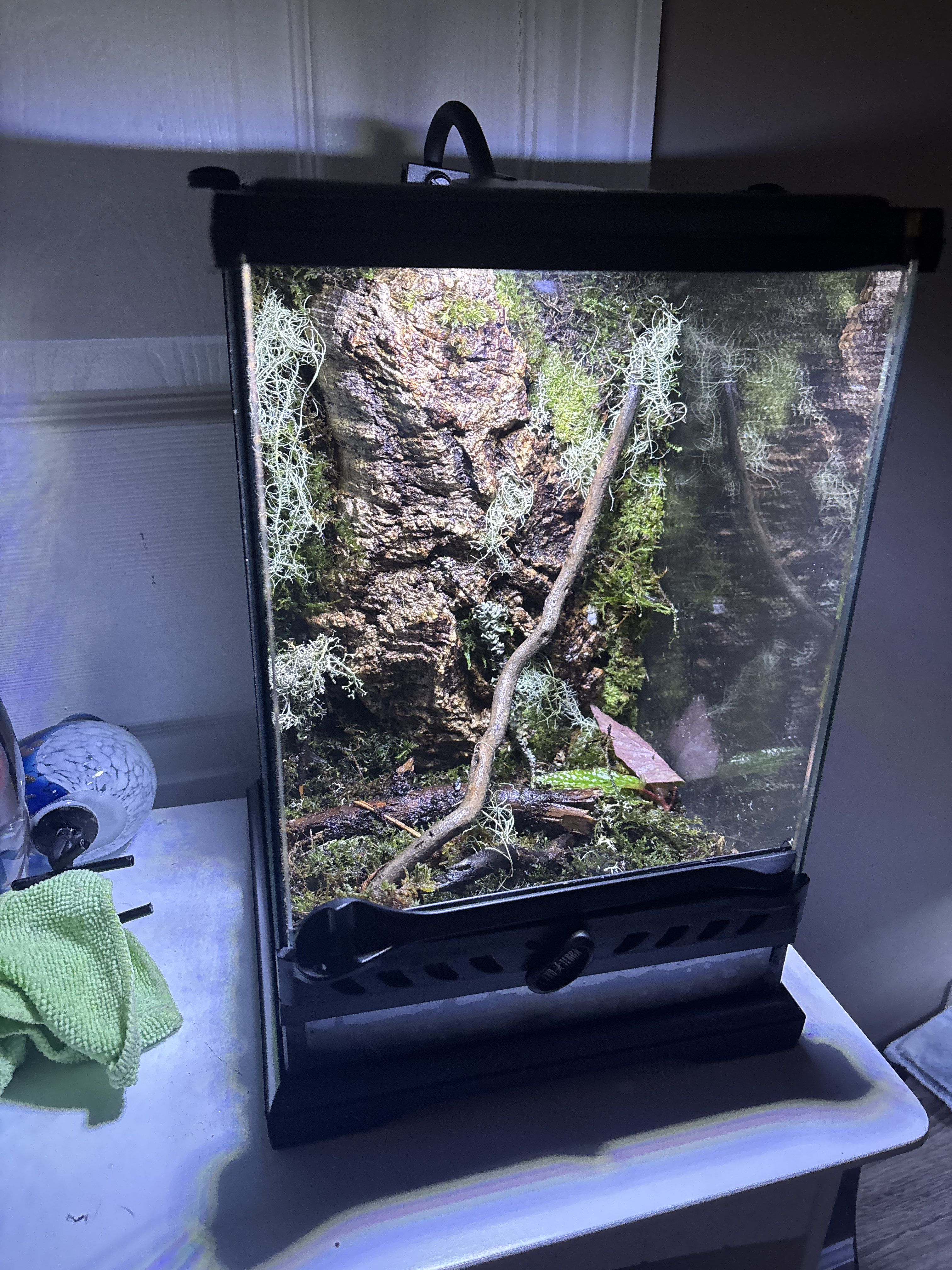 Terrarium with rocks and moss